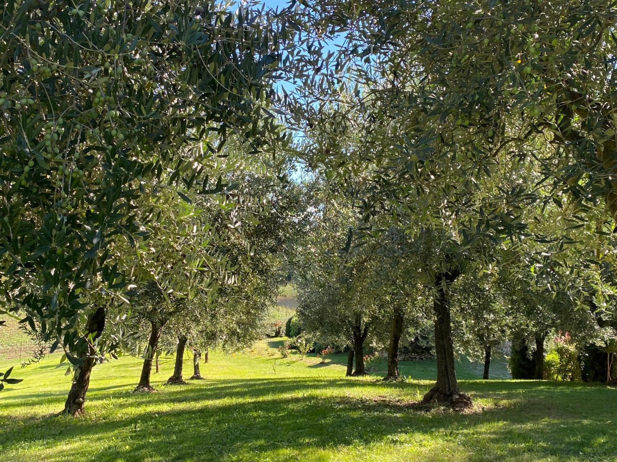 Podere Casanuova San Gimignano Kültér fotó