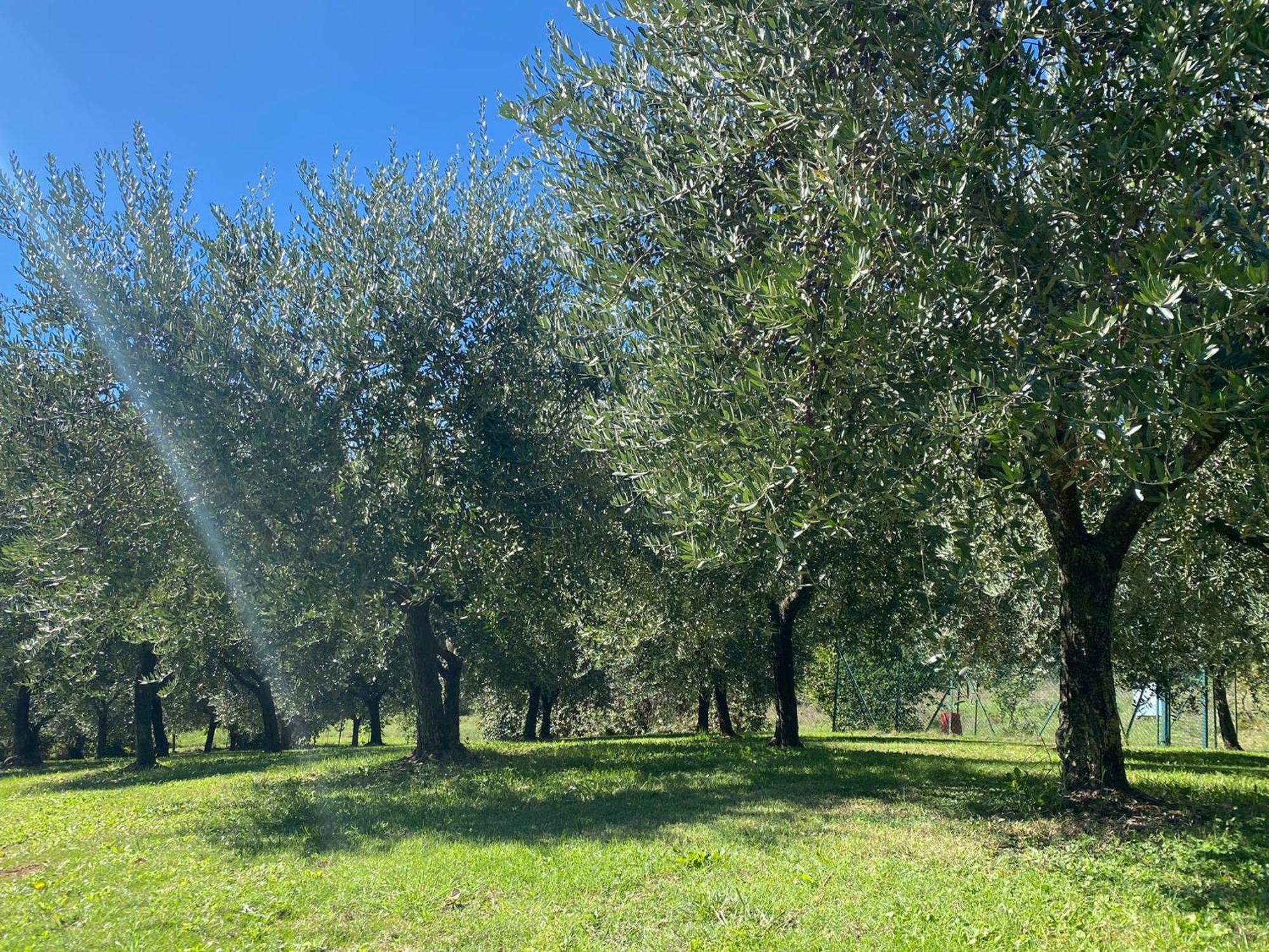 Podere Casanuova San Gimignano Kültér fotó